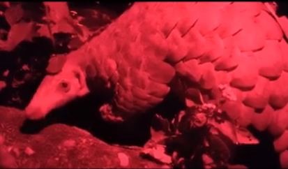 The Red Pangolin